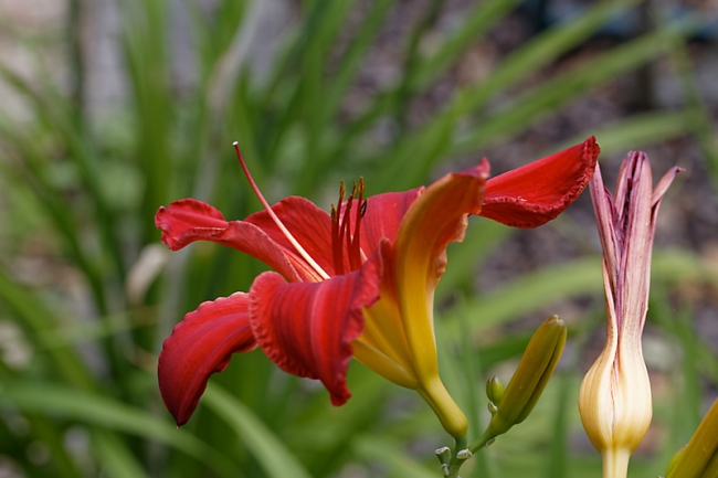 Jardin des Impressionnistes-114